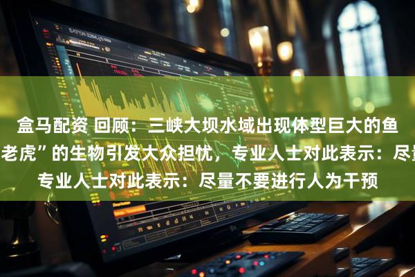 盒马配资 回顾：三峡大坝水域出现体型巨大的鱼类，大批被称为“水老虎”的生物引发大众担忧，专业人士对此表示：尽量不要进行人为干预